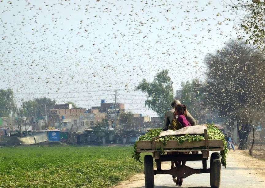 2月15日，巴基斯坦东部旁遮普省奥卡拉地区蝗虫肆虐。图片来源@新华社
